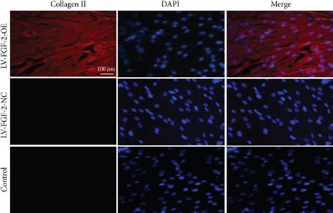 A Fluorescence Expression Of Collagen Ii In Each Group Download Scientific Diagram