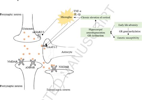 Figure 1 From Title Role Of Glutamate Receptors And Glial Cells In The