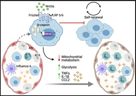 A No Wnt Situation For Alveolar Macrophage Self Renewal Semantic Scholar