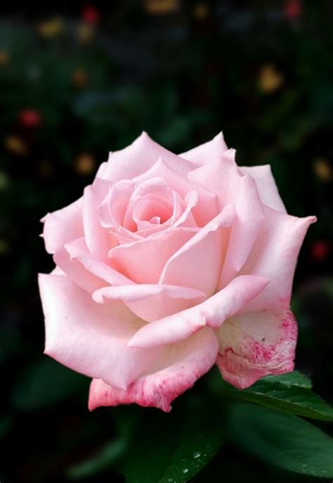 Pastel Color in 2024 | Beautiful rose flowers, Beautiful flowers ...