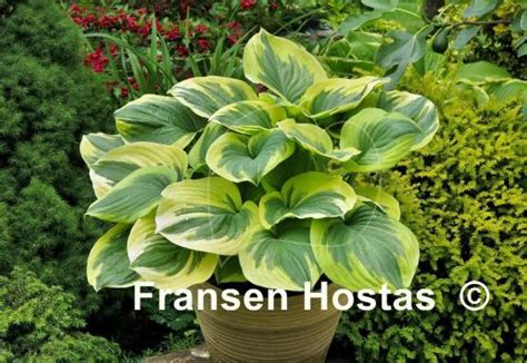 Hosta Fragrant Queen Fransen Hostas