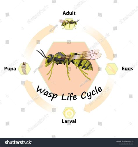 Yellow Jacket Wasp Life Cycle Wintergreens: Releasing Parasitic Wasps!
