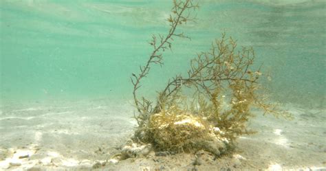 Seaweed Growing Underwater 29174184 Stock Video at Vecteezy