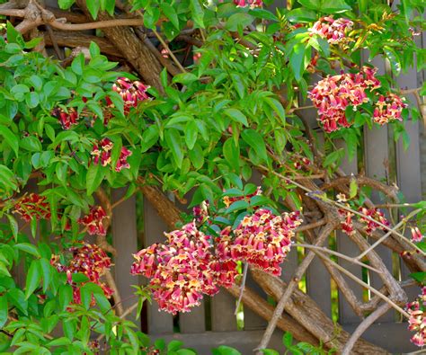 Drought-tolerant climbing vines – 7 sun loving species | Homes and Gardens
