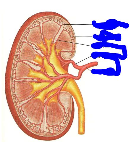 Renal Vasculature Flashcards Quizlet