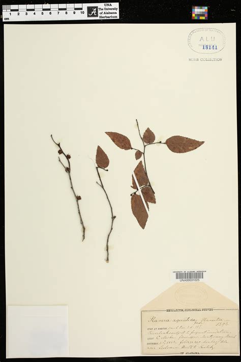 Planera Aquatica Species Page Apa Alabama Plant Atlas