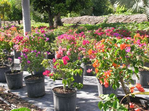 Bougainvillea Richard Lyons Nursery Inc