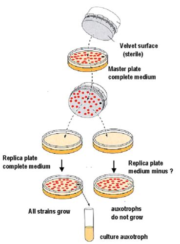 BIO 420 Chapter 8 Microbial Genetics Flashcards Quizlet