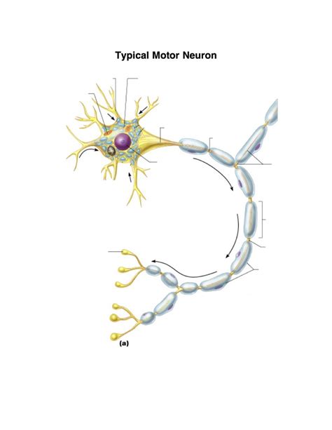 Motor Neuron Diagram | Quizlet