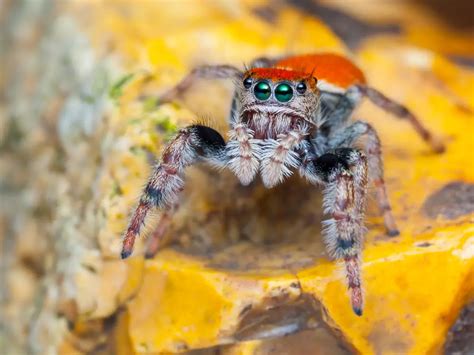 Red Back Jumping Spider (Phidippus johnsoni): Facts, Identification ...