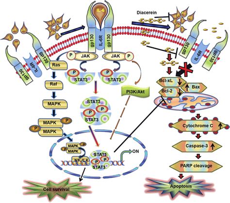 IL 6 Signaling Pathway