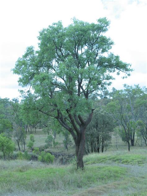 Bats Wing Coral Tree