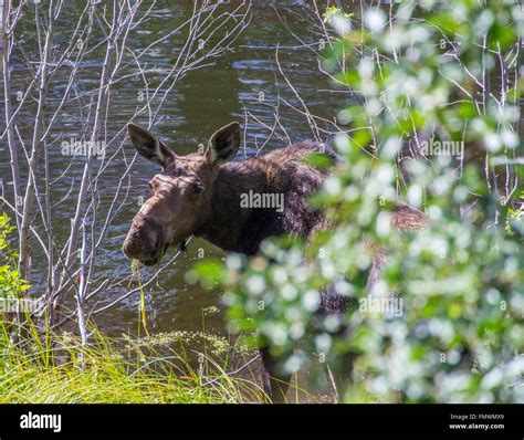 Female Moose in Grand Tetons National Park Stock Photo - Alamy