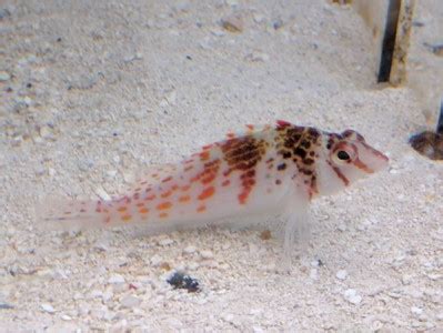 Hawkfish Saltwater Fish Species | Tank Facts