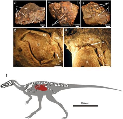 1492 best images about Fossils on Pinterest | Museums, The skulls and ...