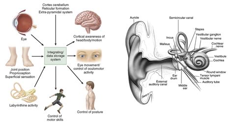 Terapia de realidade virtual para reabilitação vestibular Sensing Future