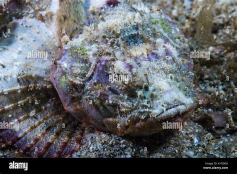 Humpbacked Scorpionfish Scorpaenopsis Neglecta Heckel1837 Depth 12m