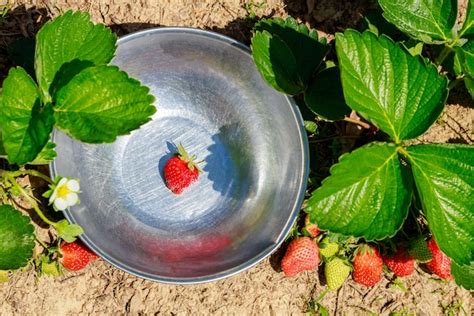 Jardín lleno de fresas orgánicas maduras Foto Premium