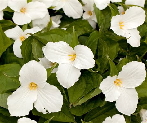 Growing The Native Trillium Flower A Complete Guide Bright Lane Gardens