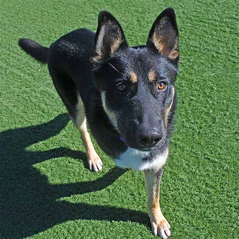 Keegan the German Shepherd Mix - DogPerDay