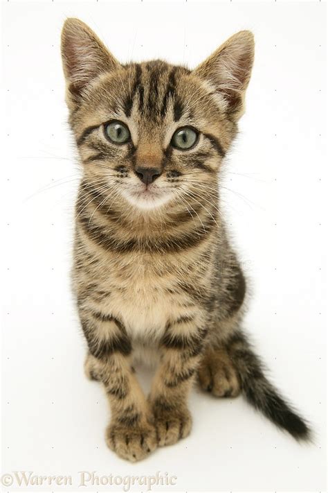 Brown tabby kitten photo WP18612