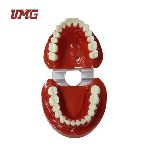 Natural Size Red Color Standard Teaching Dental Human Teeth Model