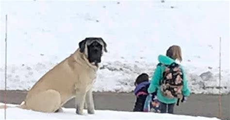 Hund Passt Jeden Tag Auf Dass Kinder Sicher Zur Schule Kommen