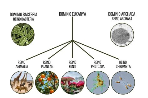 Clasificaci N De Los Seres Vivos En Dominios Y Reinos Caracter Sticas