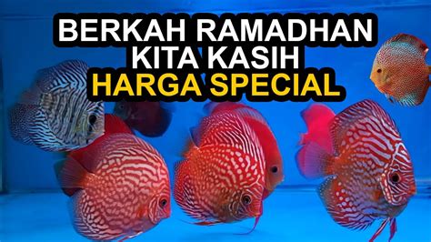 Ramadhan Menuju Lebaran Ikan Discus Kita Beri Harga Special Discus