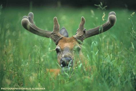 Reproduction Whitetail Deer Antlers