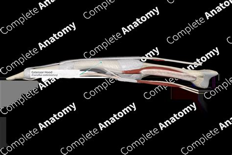 Extensor Hood | Complete Anatomy