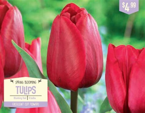 Garden State Bulb Tulip Blushing Red Flower Bulbs Ct Fred Meyer