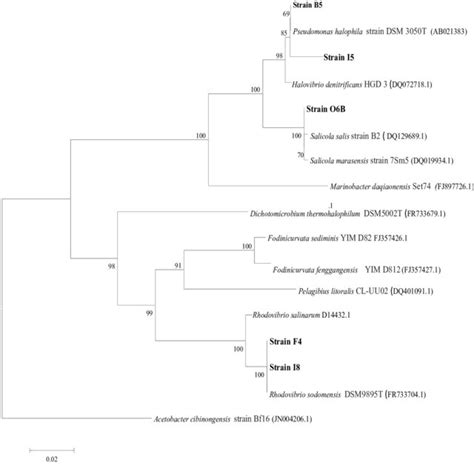 phylogenetic tree  selected strains belonged  bacteria constructed