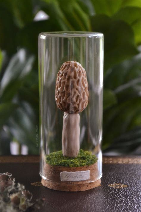 Morel Mushroom Sculpture Jar The Arcane Moth