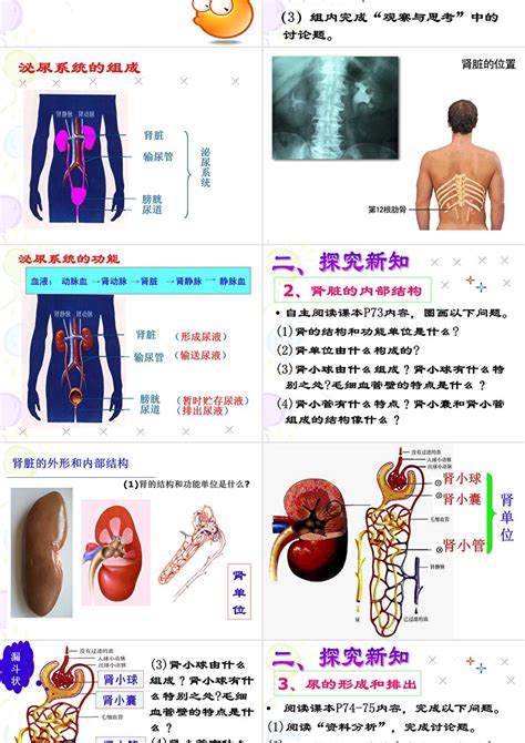 新人教版第五章人体内废物的排出教学课件ppt卡卡办公