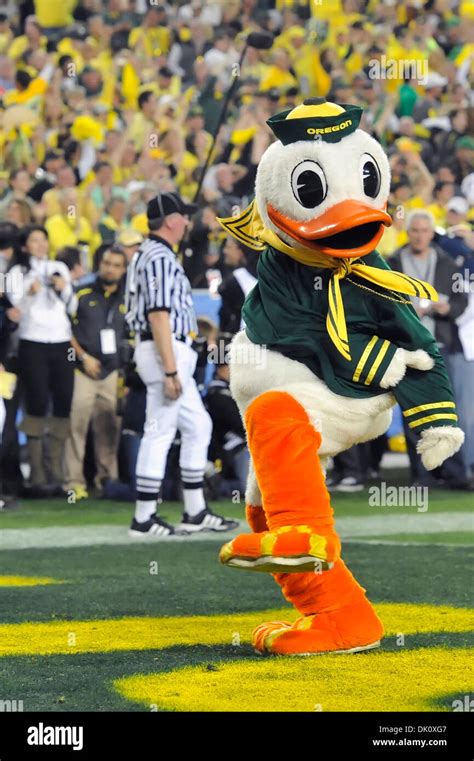 Oregon ducks mascot hi-res stock photography and images - Alamy