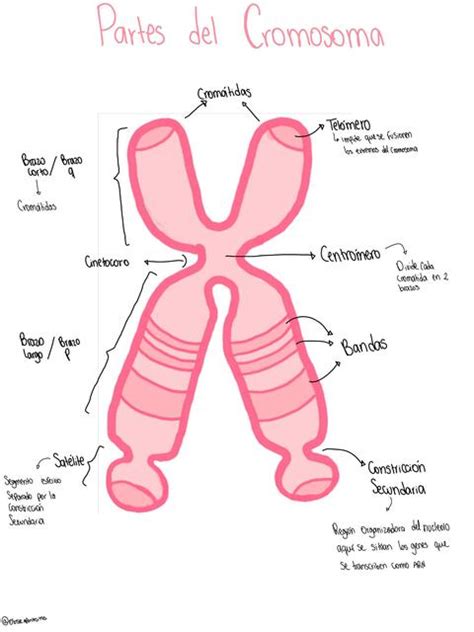 Partes Del Cromosoma Udocz 18928 The Best Porn Website