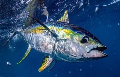 Tuna Fishing Trips & Guides » Outdoors International