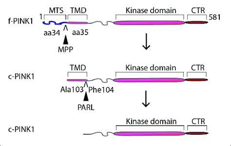 Proteolytic Processing Of Pink1 Pink1 Gene Encodes A 581 Amino Acid