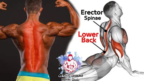 Exercise Bodyweight Erector Spinae Strong Lower Back Workout At Home Youtube