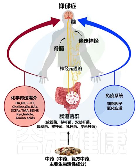 中医药治疗抑郁症——来自肠道菌群的解释 谷禾健康