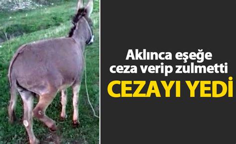 Eşeğe kızıp aklınca ceza verdi cezayı yedi Trabzon Haber Haber61