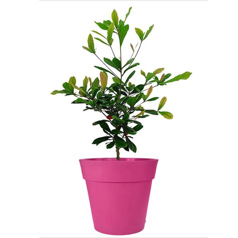 Miracle Berry Plant | Miracle Fruit Tree | Citrus.com