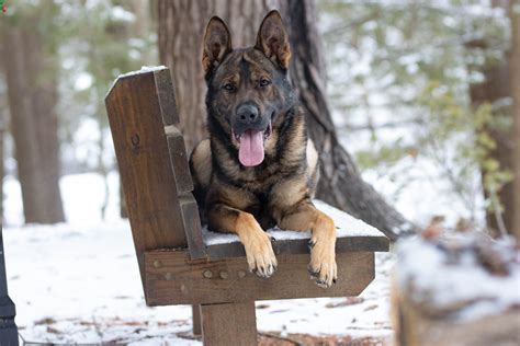 Protection Dogs for Tax Write-Offs