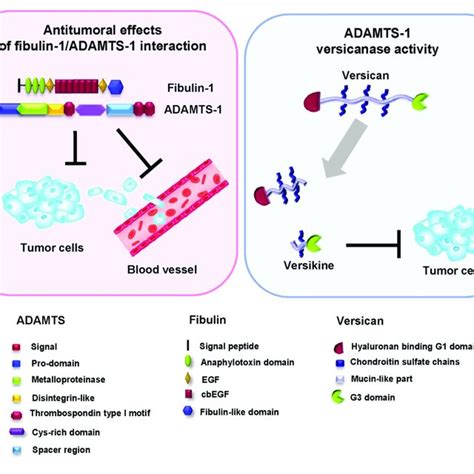 Antitumor Effect Of The Fibulin 1 Adamts 1 Interaction Left The Download Scientific Diagram