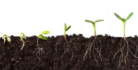 The Ultimate Guide On How To Cultivate Soil | TopTillers.com