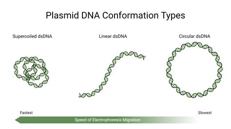 Dna And Rna Markers And Ladders Aat Bioquest