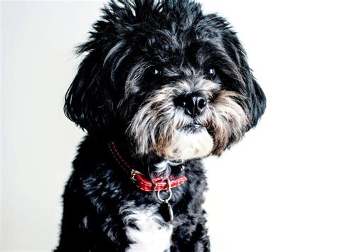 Black Maltese Not A Purebred Maltese The Goody Pet