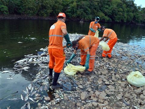 G1 Instituto Estima Que 20 Toneladas De Peixes Morreram No Rio