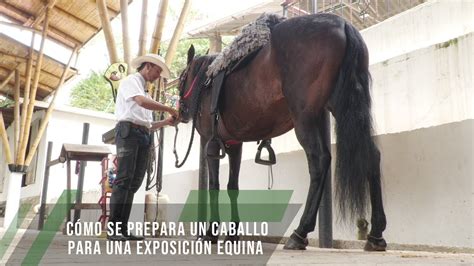 Cómo se prepara un caballo para una exposición equina TvAgro por Juan